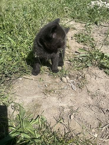 Мышыктар: Черный котёнок - Окрас: полностью чёрный, мягкая пушистая шерсть - — 2