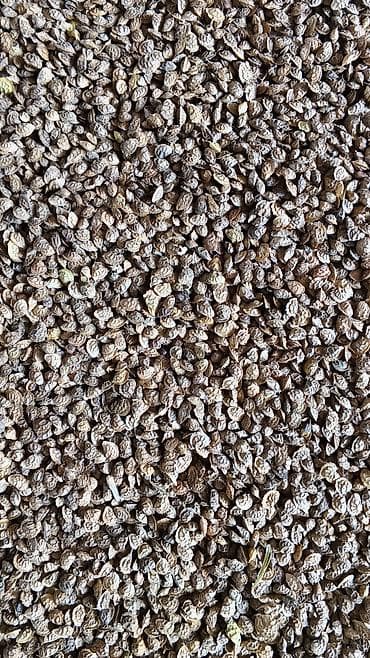 балык кумар: Продаются семена экспорцета, четвёртая репродукция, богара, семена — 1