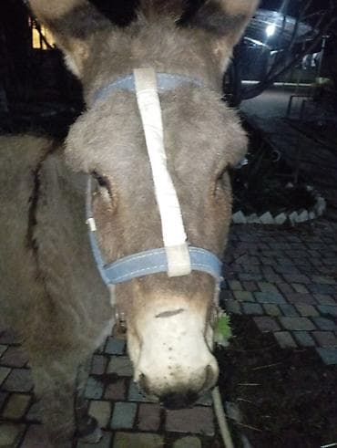 Аквариумы: Осёл (домашний) - Порода: стандартный домашний осёл - Масть: серая — 3