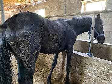 hamster kombat voucher: Продаю | Кобыла (самка), Жеребец | На забой — 5