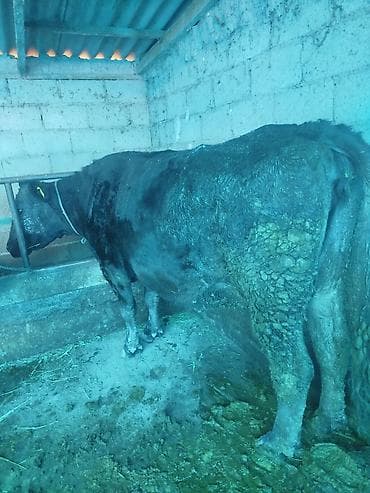 поилки для курей: Продаю | Корова (самка) — 3