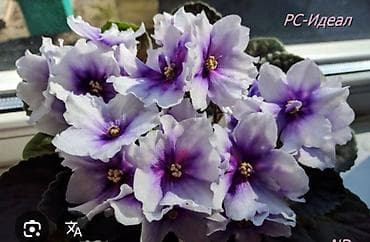 рыбы аквариум: Продаю детки сортовых фиалок,около 200 сортов🌺🌿🌺. 100сом. Есть — 4