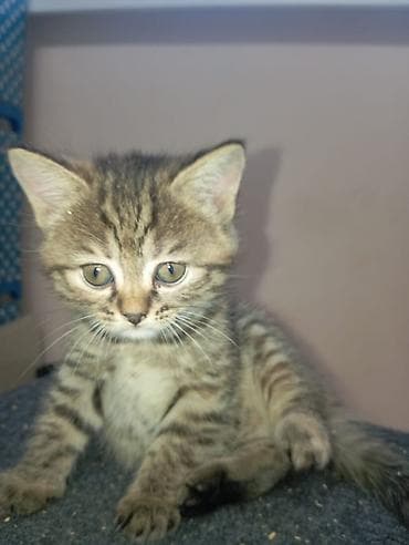 Шотландский котенок прямоухий. Возраст 1,5 месяца, девочка. Приучена к — 1