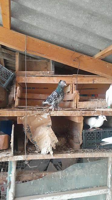 павлины голуби: Голуби декоративных пород (разные окрасы и типы оперения) - — 1