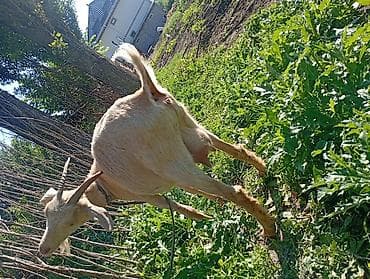 кошка сфинкс с шерстью: Продаю | Коза (самка) | Для разведения — 9