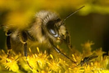 6 d: Объектив TT Artisam 40mm f2.8, новый, подходит для макро и уличной — 6