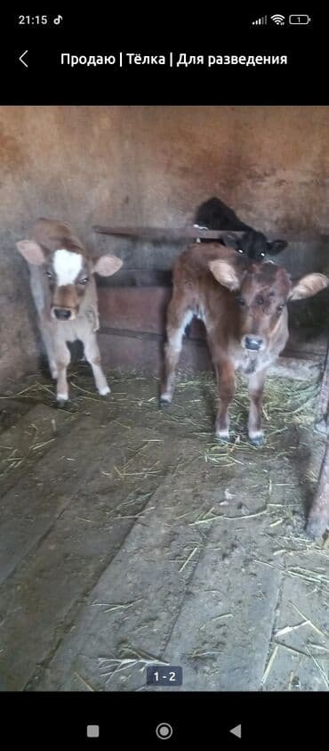 Куплю телят