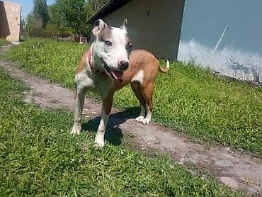 выстрел собак: Амстафф, 8 месяцев, Самка, С прививкой — 2