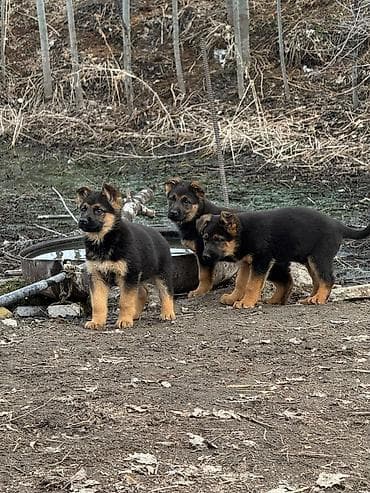 умная собака: Звонить по номеру цена договорная — 1