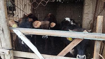 цыплята 1 месяц: Продаю | Музоо, торпок | На откорм | Привязанные — 3