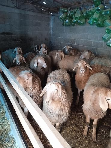 калифорнийский черви: Продаю | Овца (самка) | Для разведения | Матка — 2