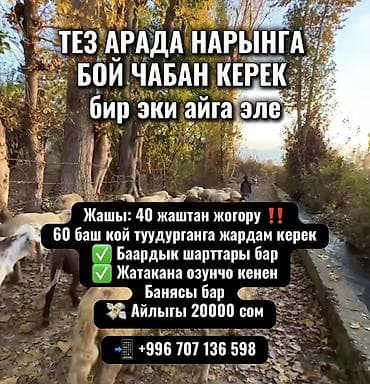 мед справка 083: Требуется Пастух, Оплата: Ежемесячно — 1