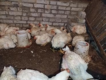 Продаю | Цыплята | Бройлерная | На забой