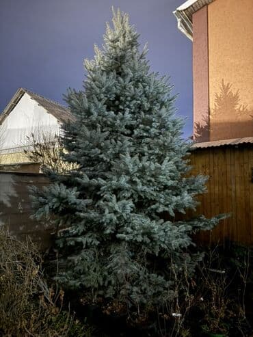 куплю саженцы эжевики: Ель голубая (Picea pungens, Blue Spruce) - Крупномер с плотной — 1