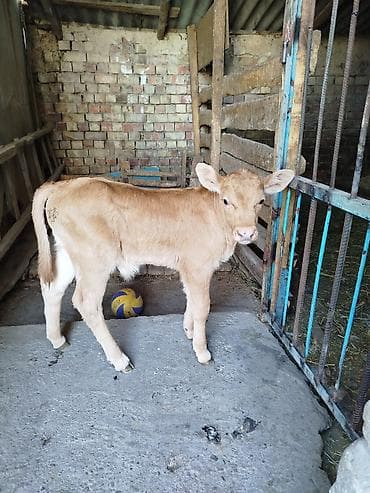 жаны уйлор: Сатам | Бука (эркек) | Көбөйтүү үчүн | Жасалма уруктандырылган — 1