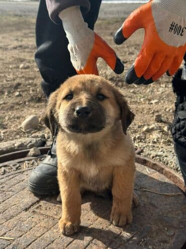 акустические системы ugreen колонка в виде собак: Кучуктор сатылат Кыргыз доботтун кучуктору сатылат Ысс-Кол областы — 10