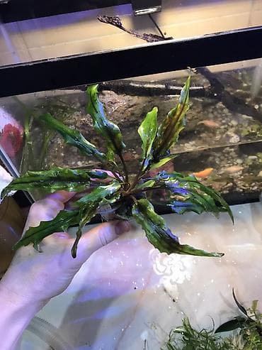 Криптокорина для аквариума (розетка на керамическом кольце) - Вид at lalafo.kg Криптокорина для аквариума (розетка на керамическом кольце) - Вид