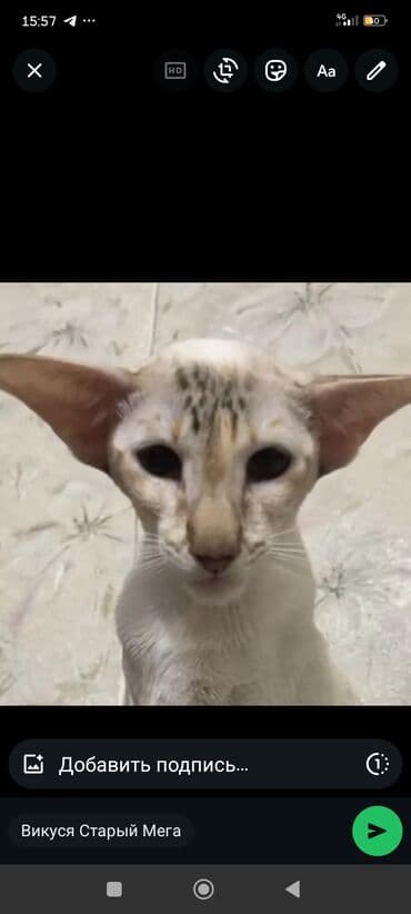 куда можно отдать кошку: Ориентальная, 2 года, Девочка, Белый, Кастрирована, Приучена к лотку, Проглистована — 4