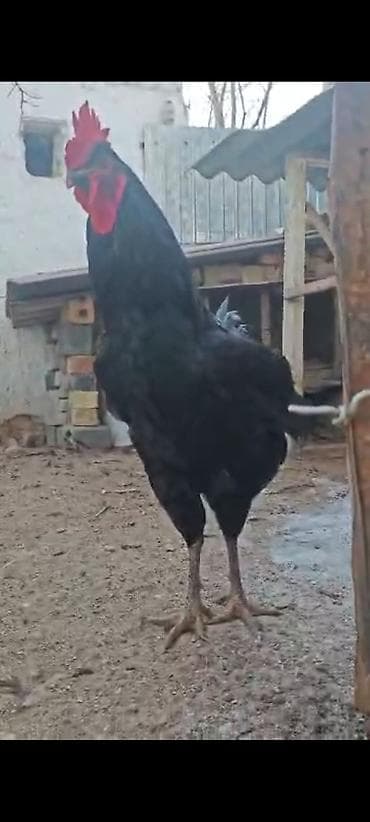 Продаю | Петух | Для разведения