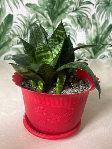 купить розмарин в бишкеке: ПродамСансевьера -комнатное растение
Можно договориться — 2