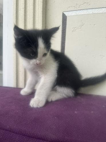 кошки продаются очень бесплатно: Котята мальчишки и одна девочка Отдадим в добрые руки ДОСТАВИМ по — 5