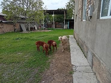 аары ящик алам: Сатам | Ургаачы кой (ургаачы) | Көбөйтүү үчүн | Ургаачы — 1