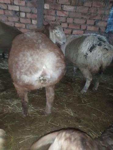 бенгальские кошки бишкек: Продаю | Овца (самка) | Для разведения | Матка — 1