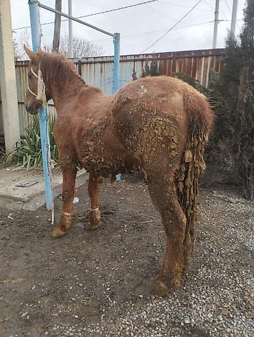 бурский теке: Продаю | Кобыла (самка) | На забой | Племенные — 10