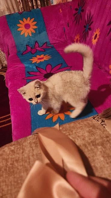 британская короткошерстная кошка шиншилла: Британская короткошёрстная, 3 месяца, Мальчик, Серебристая шиншилла, Приучена к лотку — 6