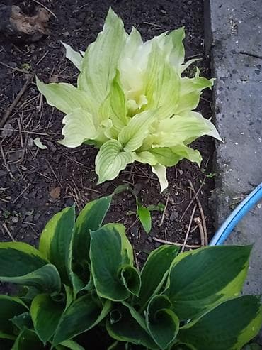 Хосты, декоративные многолетники (несколько сортов) - Разные окраски