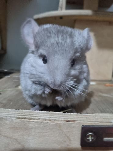 Декоративдик коендор: Шиншилла, окрас серебристый(родился 2 01 2026) (пастель/стандарт — 4