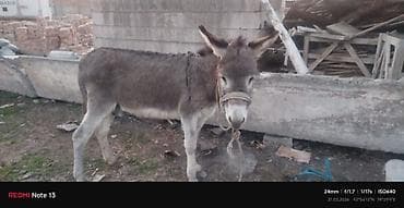 Ветеринар кызматы: Осёл рабочий (домашний скот) Описание: - Порода: домашний осёл — 1