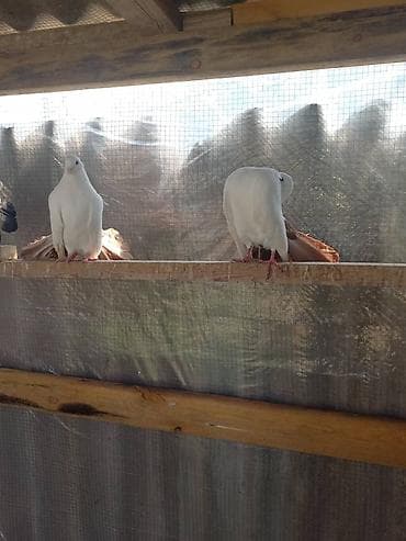 павлинов: Продаю | Куры | Для разведения — 1