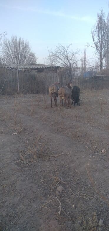 купить собаку шпица недорого: Продаю | Баран (самец) | Для разведения — 7