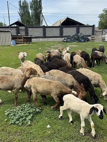 молочная змея купить: Продаю баран только оптом — 1