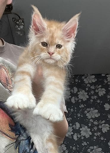 куплю хомяка с клеткой: Эксклюзивная мощные котята Мейн Куны полидакты с полным пакетом — 10