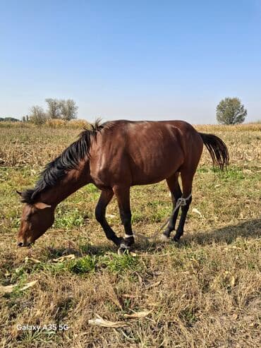 продажа щенков немецкой овчарки с документами в бишкеке: Продаю | Кобыла (самка) | Рабочий — 3