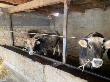 кайла долан: Сатам | Бука (эркек) | Бордоп семиртүү үчүн | Байланган — 3