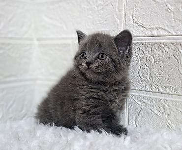 американская жесткошёрстная кошка: Продаётся шотландская девочкаскоттиш-страйт,окрас голубой,возраст — 6