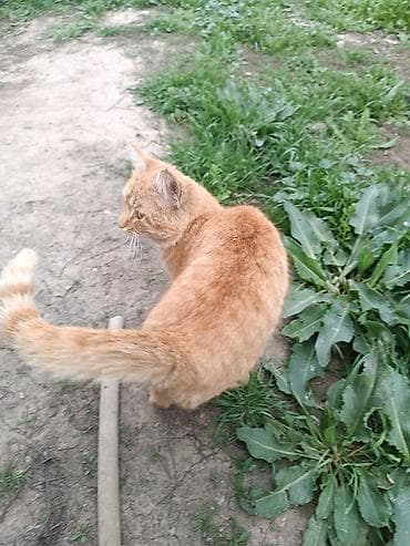 ориентал кошка: Кошка даром: Беспородная, Мальчик — 2