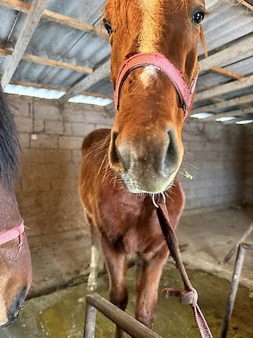 клетки для птицы: Продаю | Жеребенок — 3