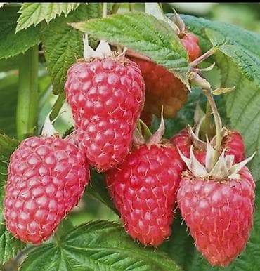 кок талаа: Малина Чекене, Өзү алып кетүү — 2