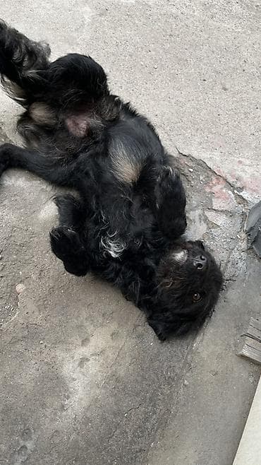 Очаровательная небольшая собака смесь пуделя с дворняжкой черного