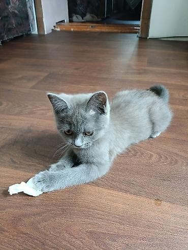 кошка серый: 3 месяца, Девочка, Серый, Приучена к лотку — 3