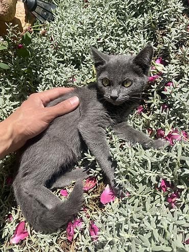 scottish fold: Юный охотник и верный друг ищет семью. Имеет очень мягкую шерсть — 5