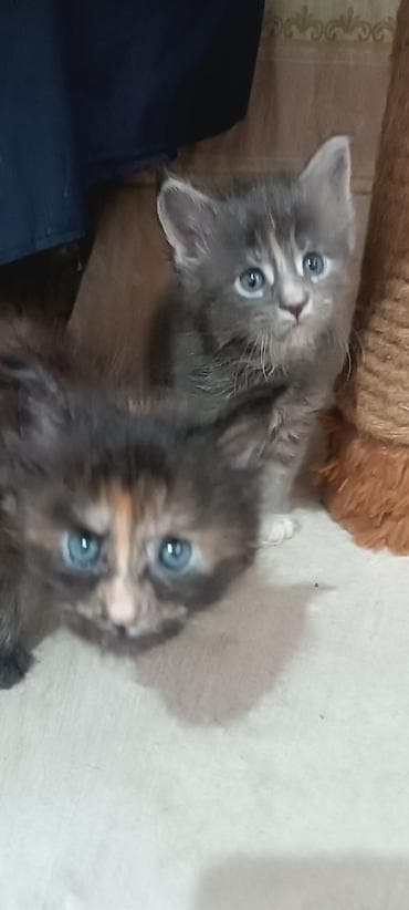 купить кошку манчкин: Гиганты Кошачьего мира♥️ Мейн-Куны 🥰 Мини питомник не клеточного — 3