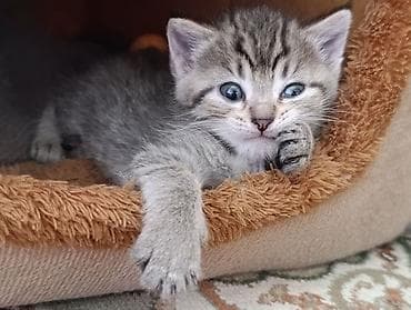 три кота: Беспородная, 1 месяц, Девочка, Приучена к лотку — 3