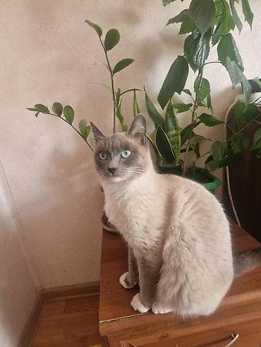 домашний кошка: Кошка с яркими голубыми глазами и окраском поинт (светлый корпус — 1