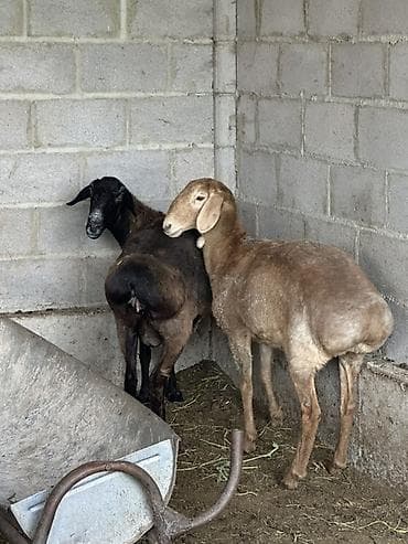 продаю куриц: Продаю | Овца (самка) | Для разведения — 1
