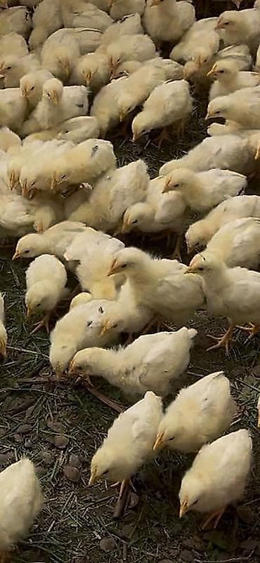 брой: Продаю | Куры | Хай-Лайн Соня Грей | Несушки — 1